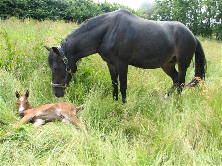 DSP Højlund´s Miss Taitini - Taitini og hendes føl nummer 2 Højlund´s Taison som også er herinde billede 2