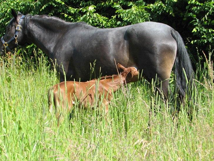 DSP Højlund´s Miss Taitini - Taitini og hendes føl nummer 2 Højlun´s Taison som også er herinde billede 3