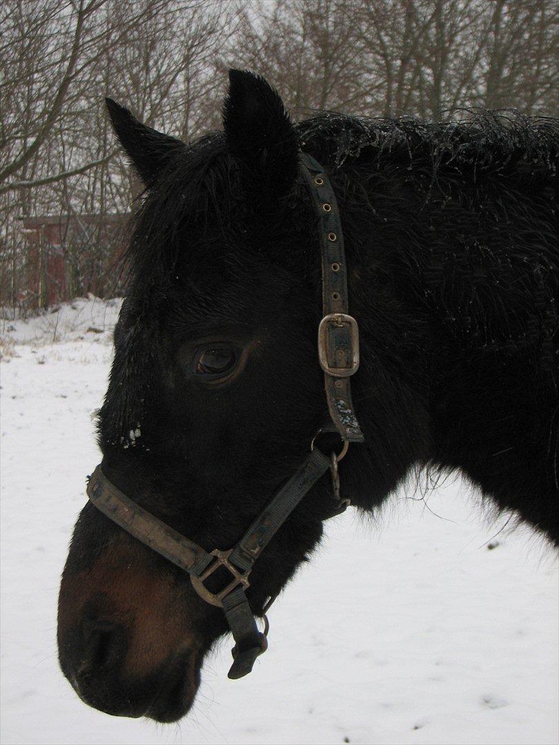 DSP Højlund´s Miss Taitini billede 4