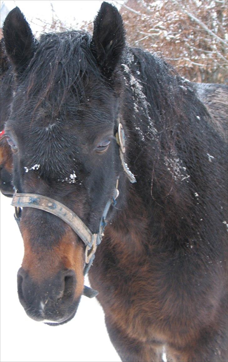 DSP Højlund´s Miss Taitini billede 5