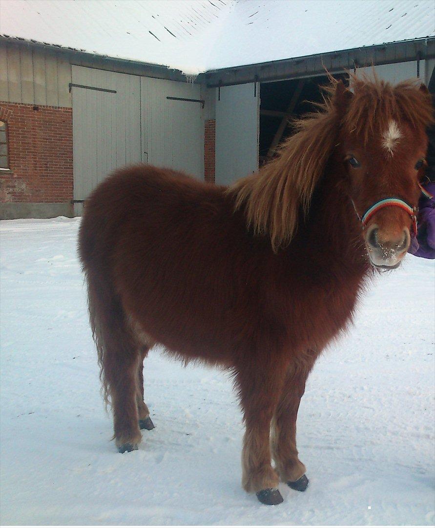 Shetlænder Chico<3 - SNE SNE SNE SNE<3 billede 11