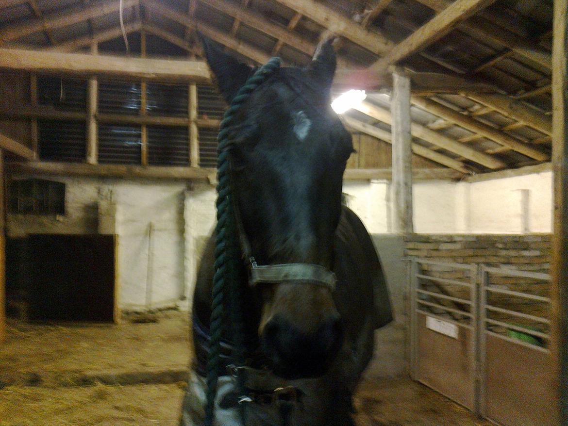 Traver Harley r.i.p min skat billede 9