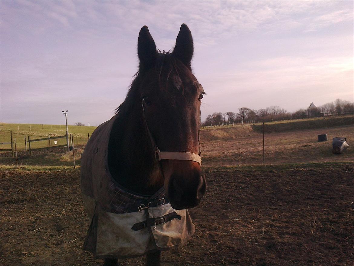 Traver Harley r.i.p min skat billede 10