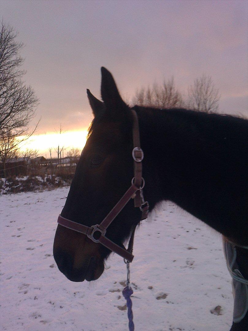 Traver Harley r.i.p min skat billede 11