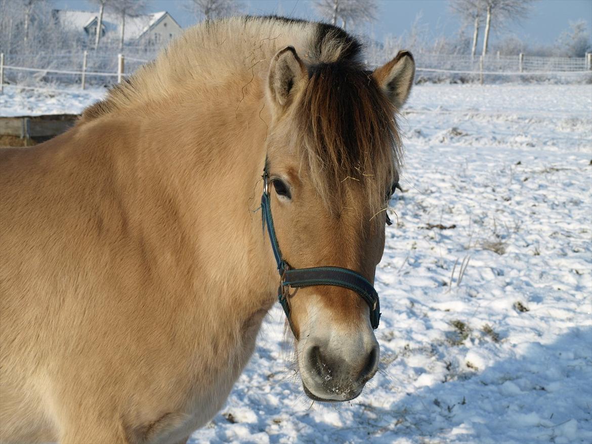 Anden særlig race Lady (Lise) billede 20