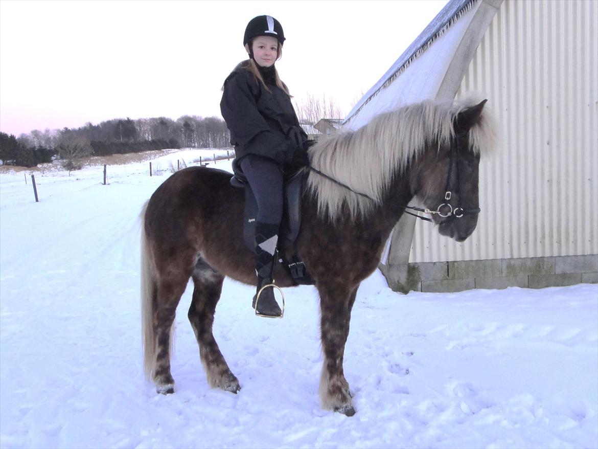 Islænder Askur fra Kapelhus SOLGT billede 2