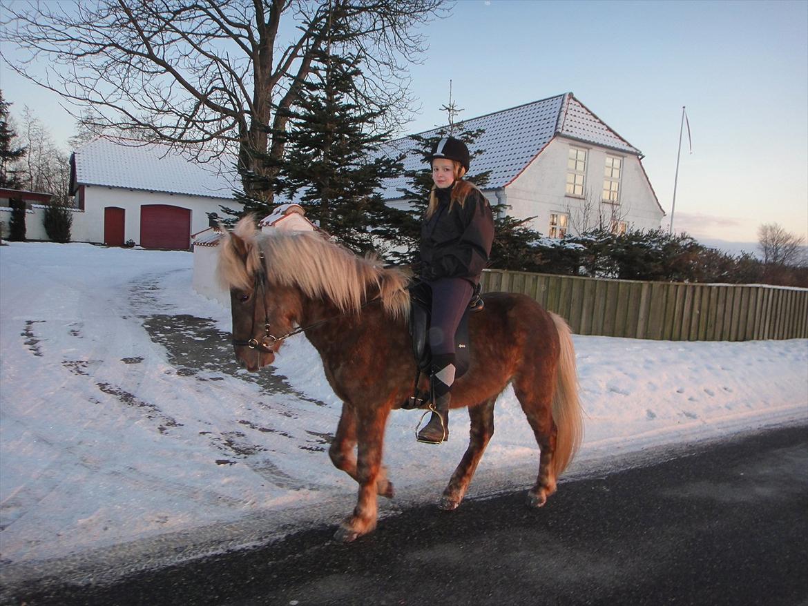 Islænder Askur fra Kapelhus SOLGT billede 3