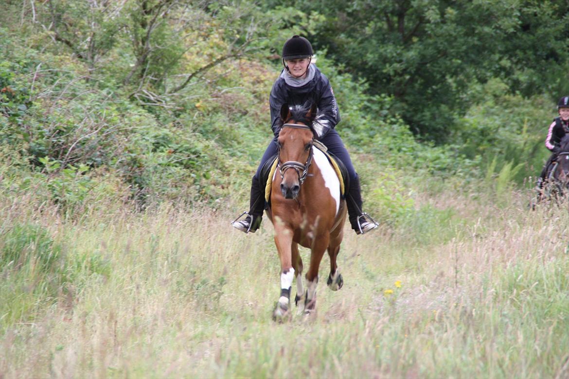 Anden særlig race Halkærhus Painted Pony Aladdin - Sisse, tidl. ejer på galopbanen på Østerlund Ridelejr, 2011 billede 11