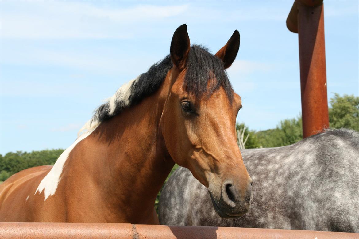 Anden særlig race Halkærhus Painted Pony Aladdin - På folden på Østerlund billede 9