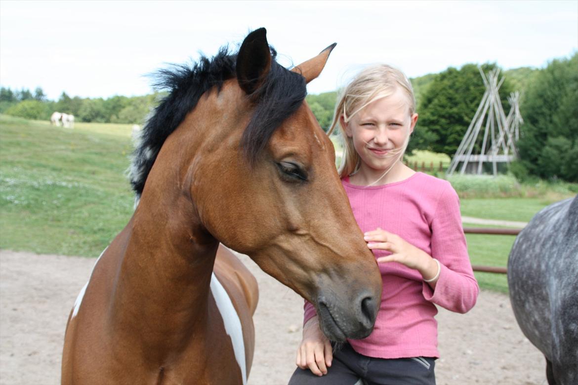 Anden særlig race Halkærhus Painted Pony Aladdin -  <3 Aladdin og jeg på folden på Østerlund billede 8