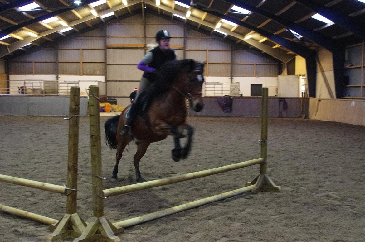 Anden særlig race Tordenskjold *Buller-basse* billede 17