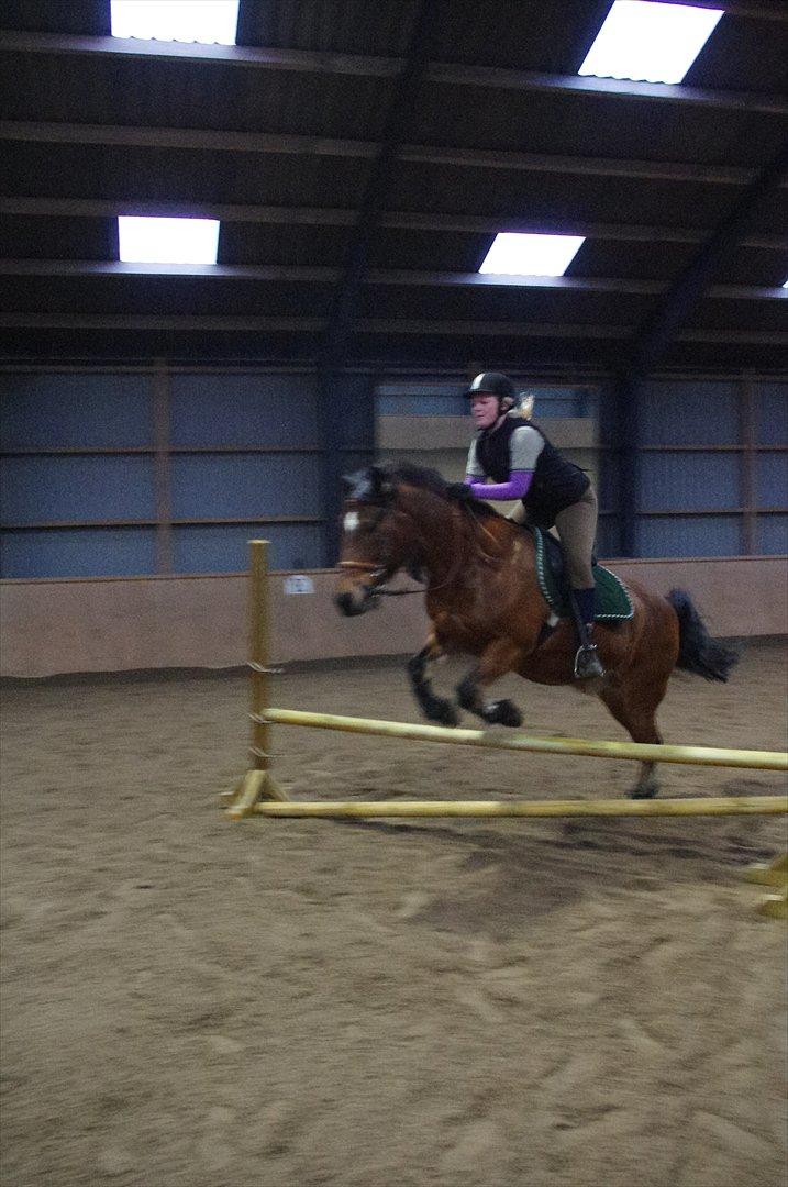 Anden særlig race Tordenskjold *Buller-basse* billede 18