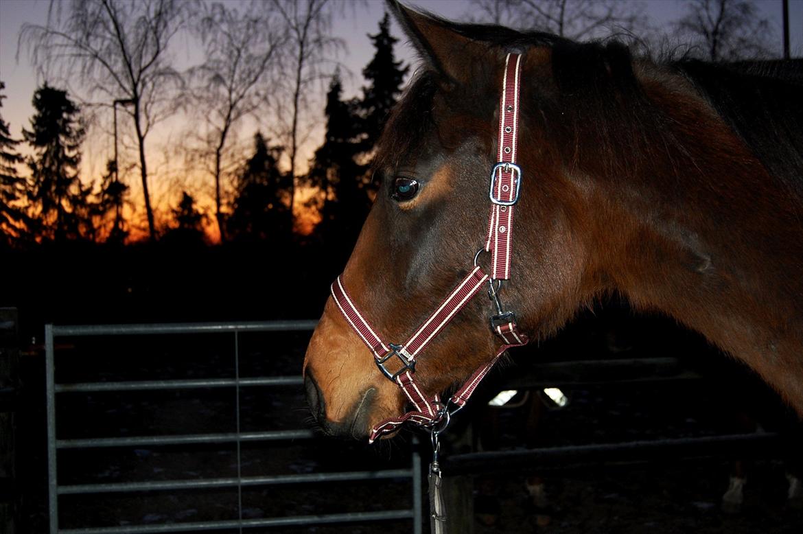 Dansk Varmblod Brøderups Baluca - Solnedgang <3 billede 9