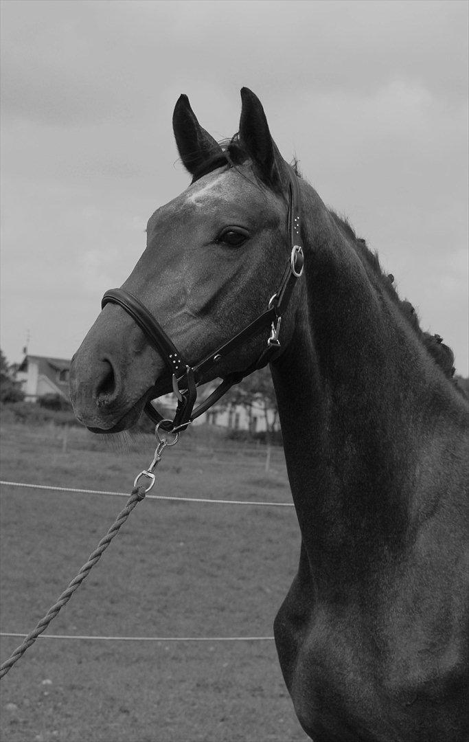 Dansk Varmblod Ballegårds Charming Nelly billede 20