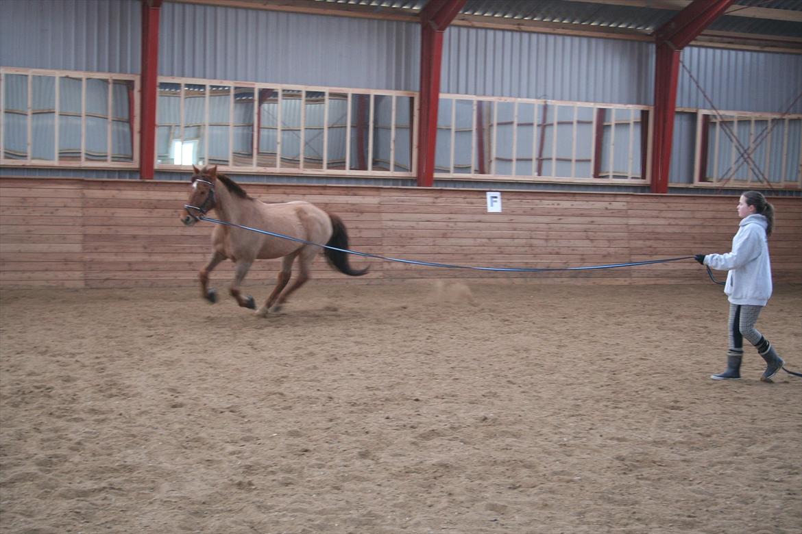 Anden særlig race Grønvangs Quinzy - I longe :)

Foto: Far billede 12