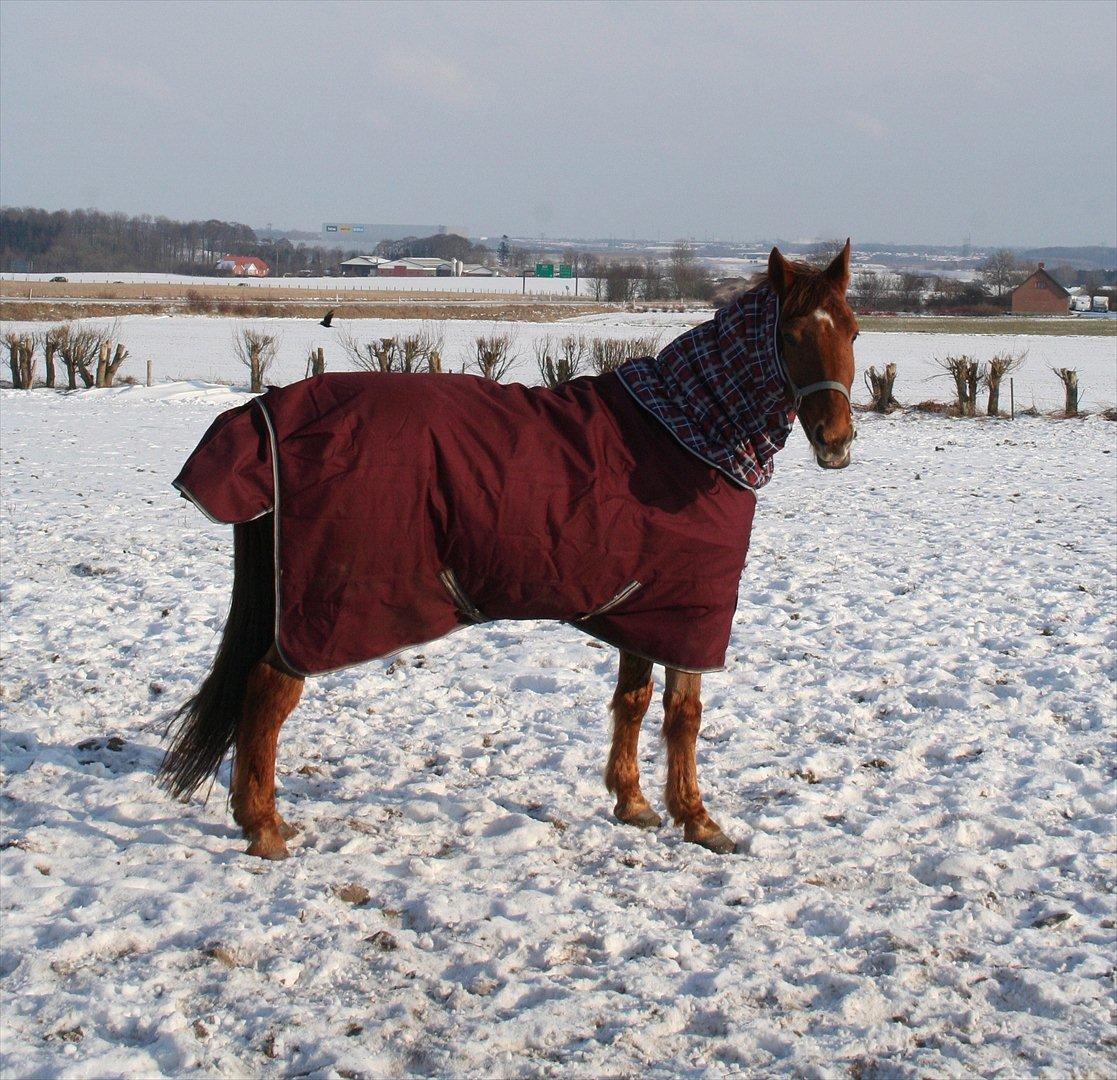 Anden særlig race Grønvangs Quinzy - QUINZY!!! <3

Foto: Far billede 6