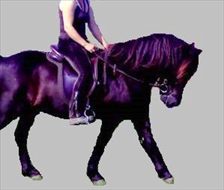 Islænder Skotti fra Velling - Skotti & min underviser Anna billede 2