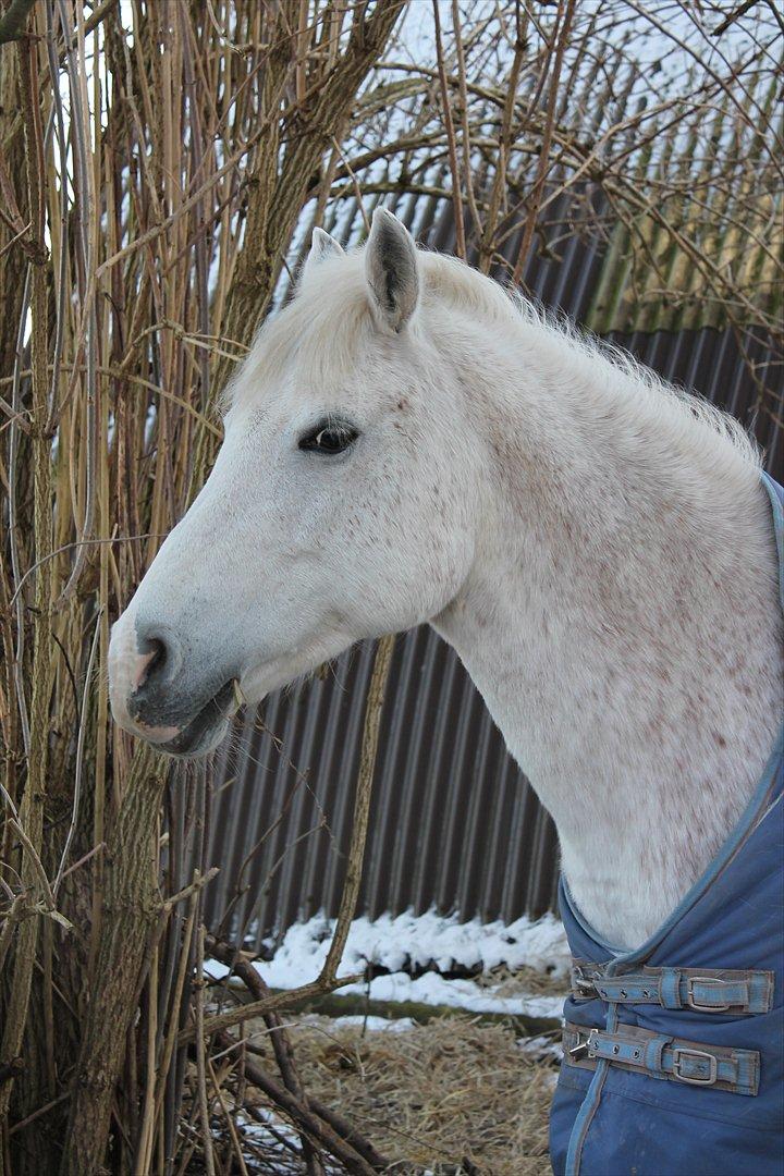 New Forest Shipper billede 6