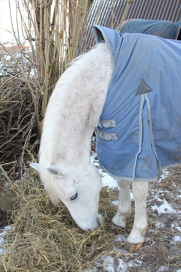 New Forest Shipper billede 7