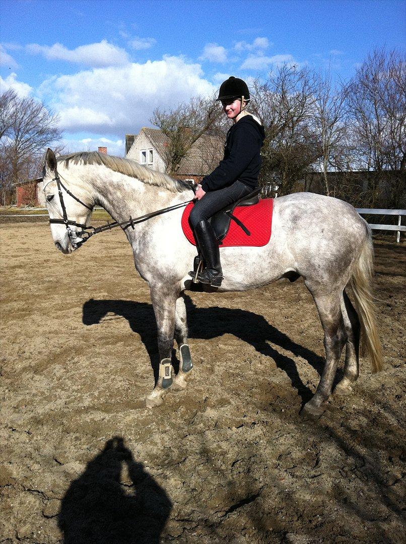 Dansk Varmblod Bling Bling <3 - Forår 2011 billede 1