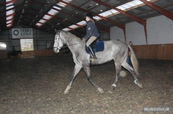 Dansk Varmblod Bling Bling <3 - Efterår 2009 billede 10