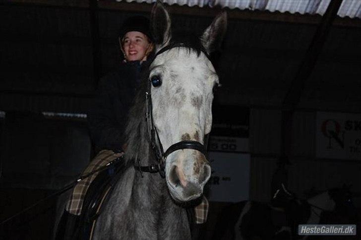 Dansk Varmblod Bling Bling <3 - Efterår 2009 billede 11