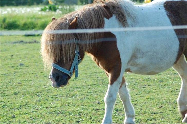 Shetlænder Oskar <3 - Sommer 2010 billede 20