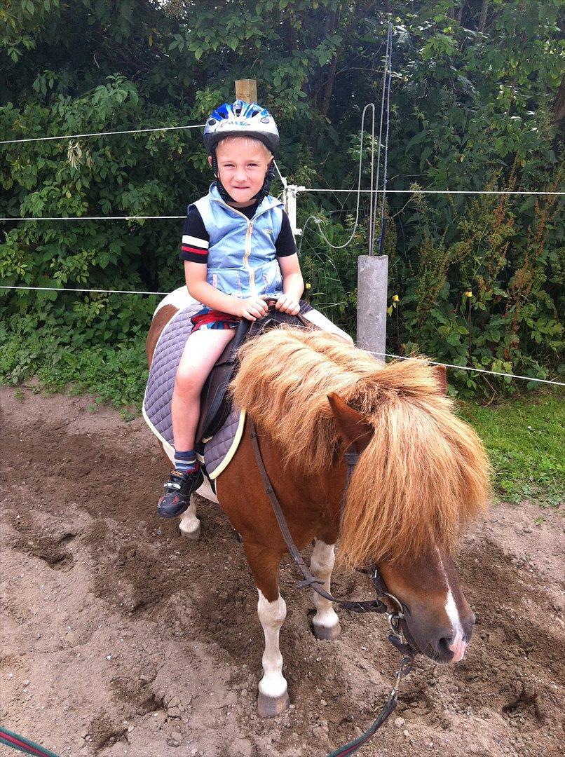 Shetlænder Oskar <3 - Forår 2001 billede 2