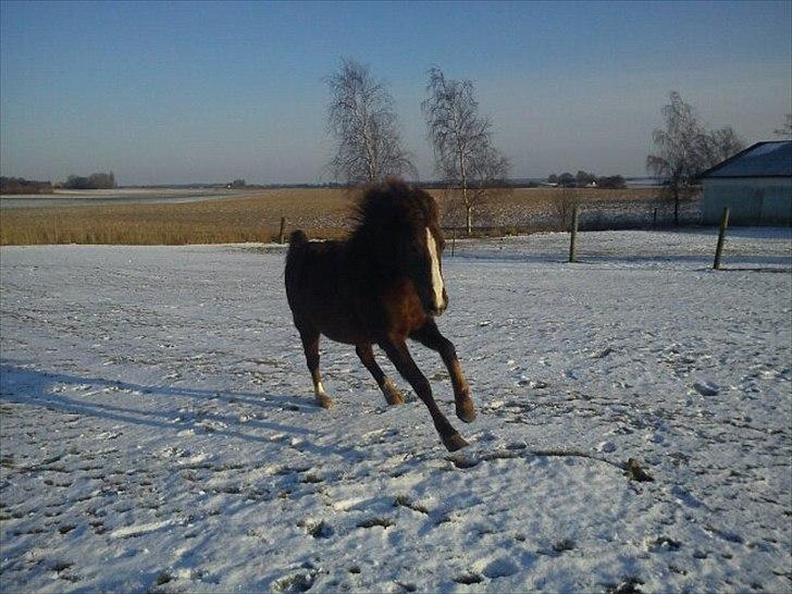 Anden særlig race Duchess billede 8