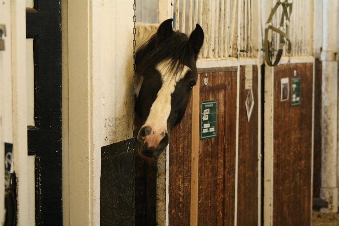 Irish Cob Mars <3 | Mit liv. <3 |  - Hvor er du sød Mars<3 billede 8