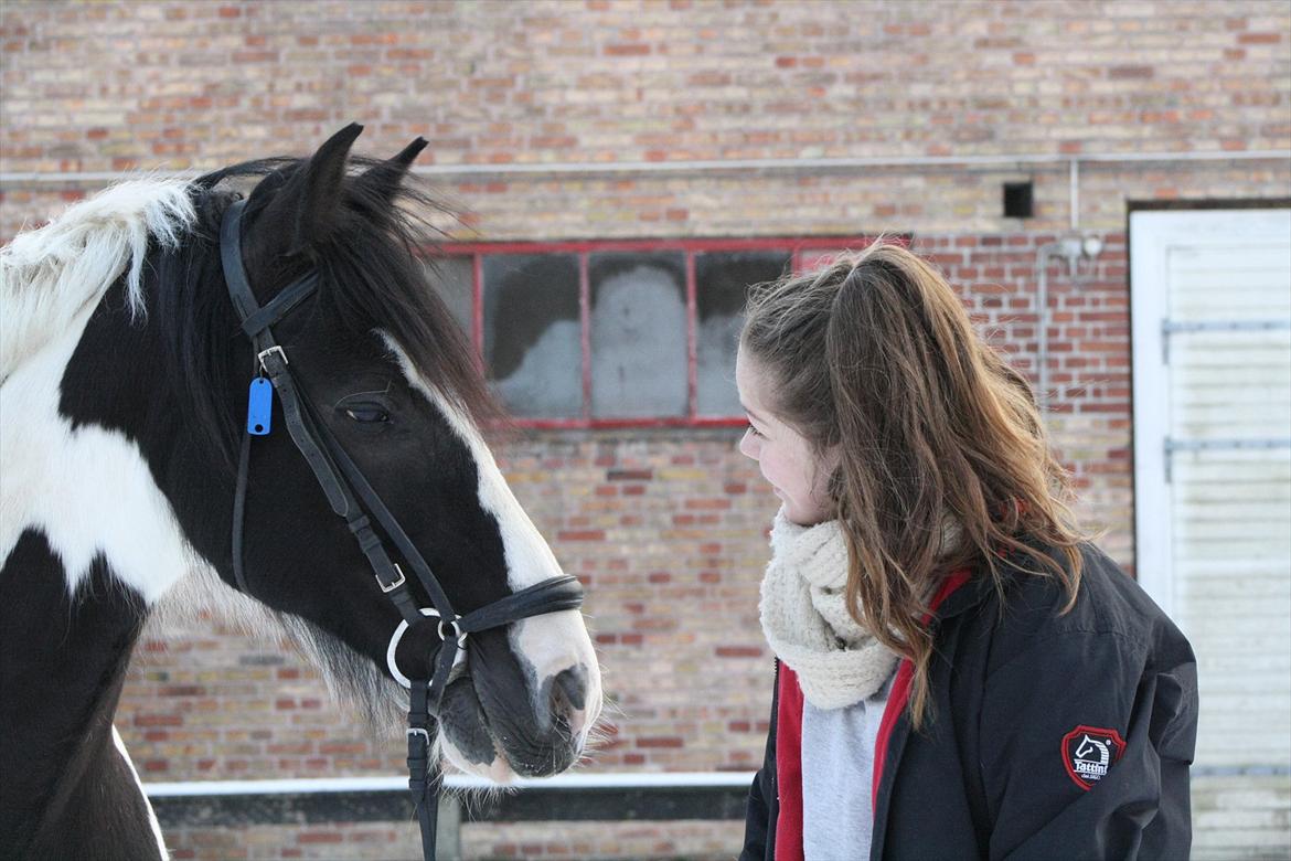 Irish Cob Mars <3 | Mit liv. <3 |  - Jeg elsker dig! :D billede 5