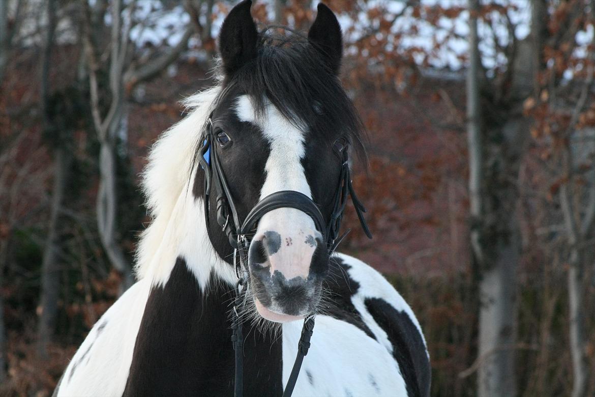 Irish Cob Mars <3 | Mit liv. <3 |  - Velkommen til Mars profil :))) Smid gerne en bedømmelse + kommentar inden du smutter ;)<3 billede 1