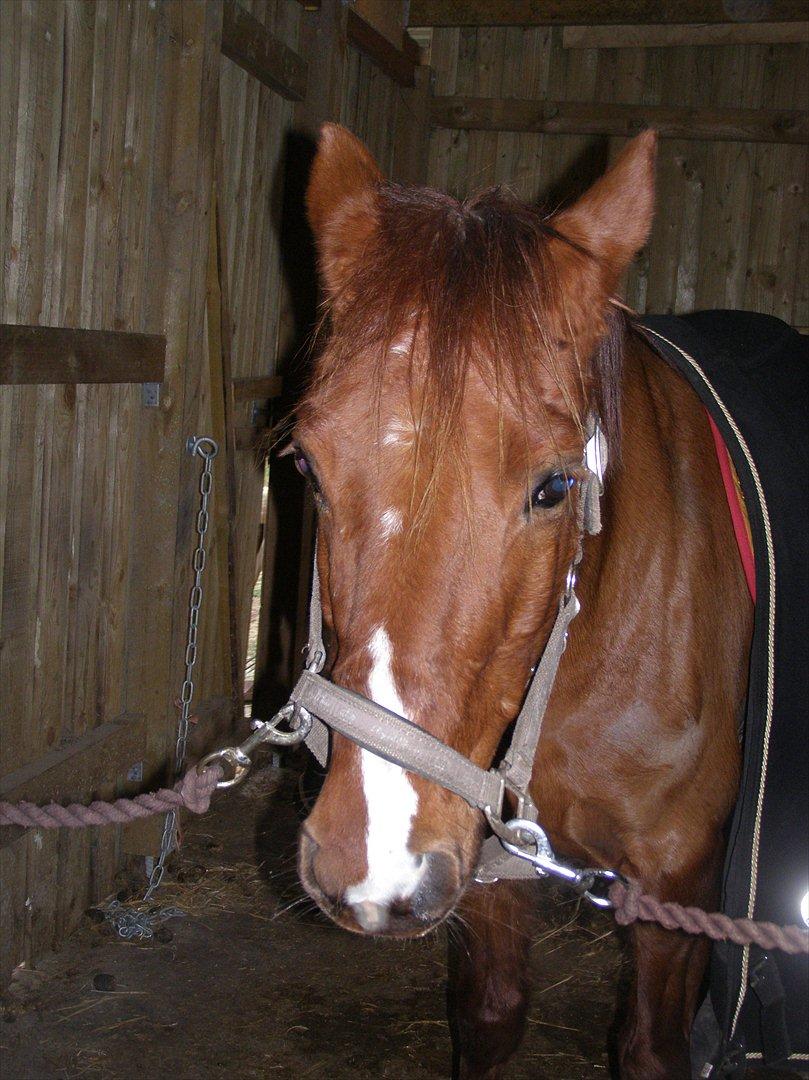 DSP Nørlunds Sacha - Sasse står og halvsover <3 billede 8