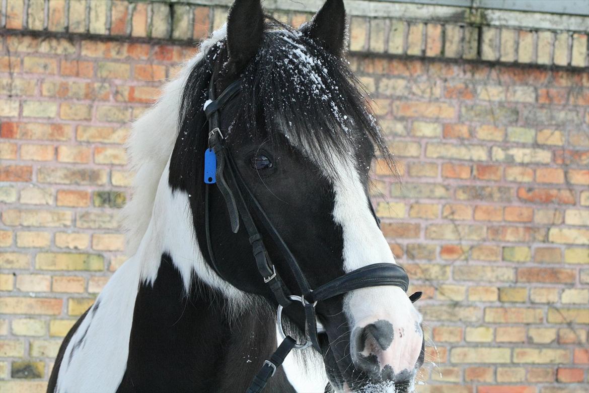 Irish Cob Mars <3 | Mit liv. <3 |  - You make me smile..  billede 2