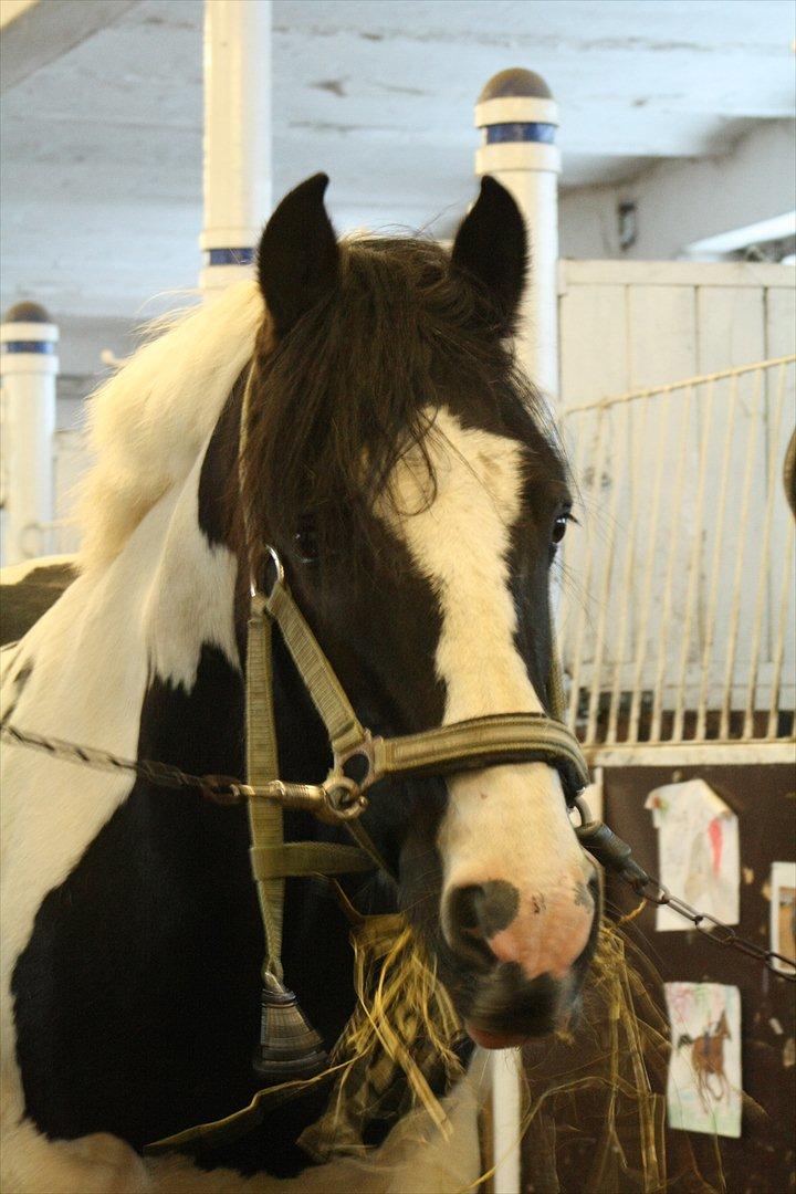 Irish Cob Mars <3 | Mit liv. <3 |  - Love on you. <3  billede 9