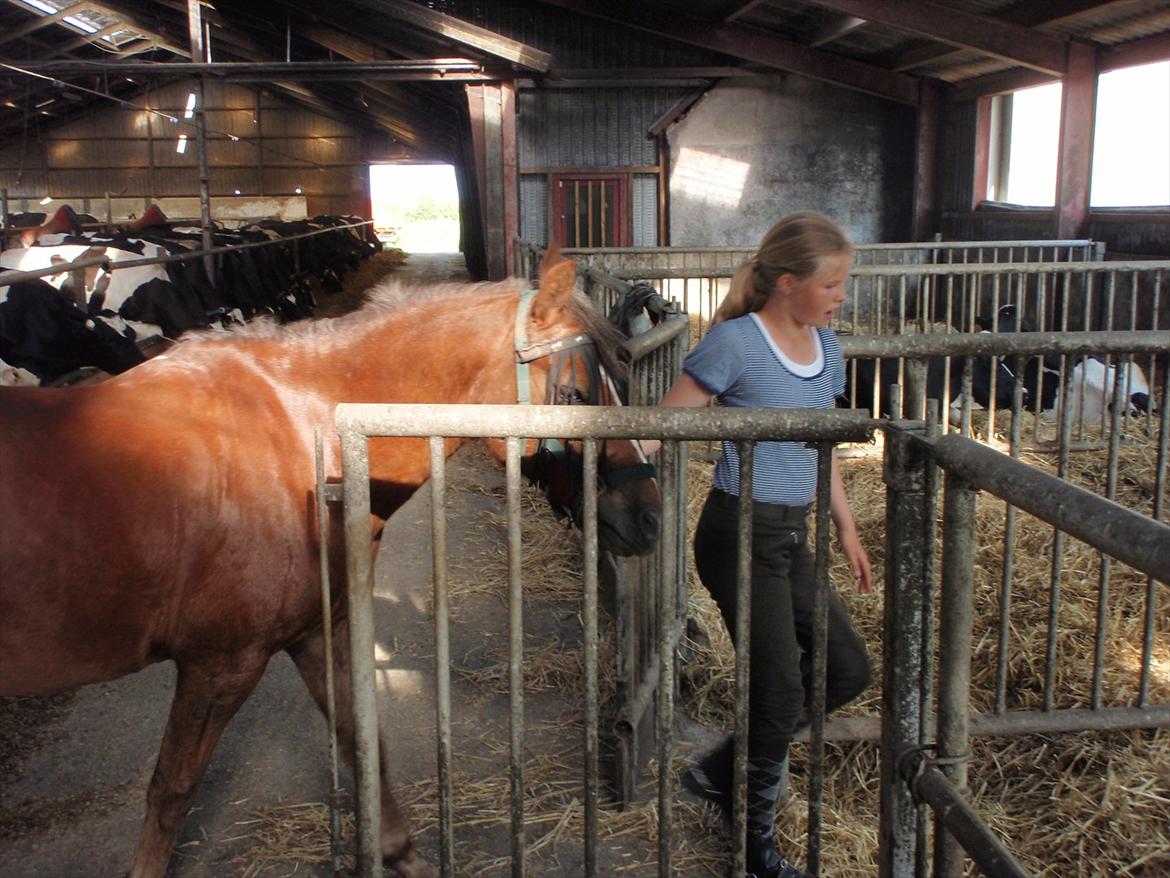New Forest Wander - jeg er ved at trække ham ind i han´s gamle boks. billede 3