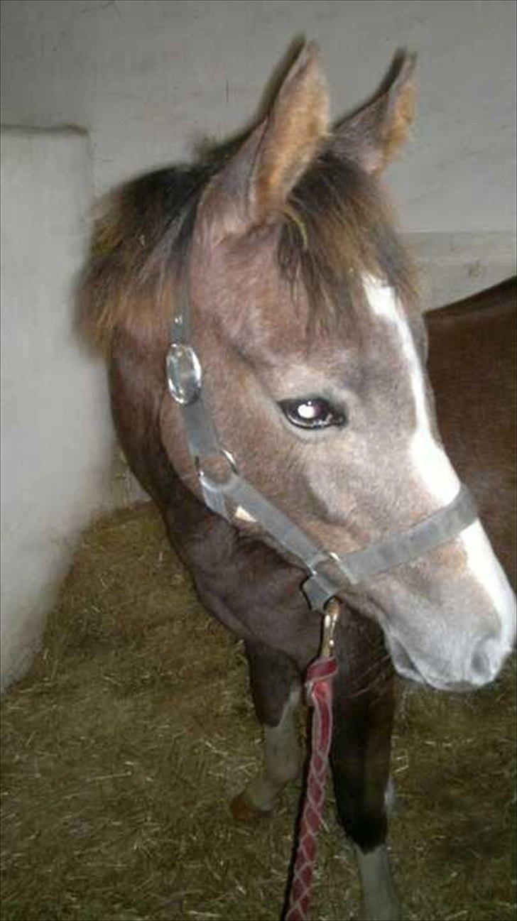 Anden særlig race Jessie (Lillegaard´s MayBell)Solgt billede 1