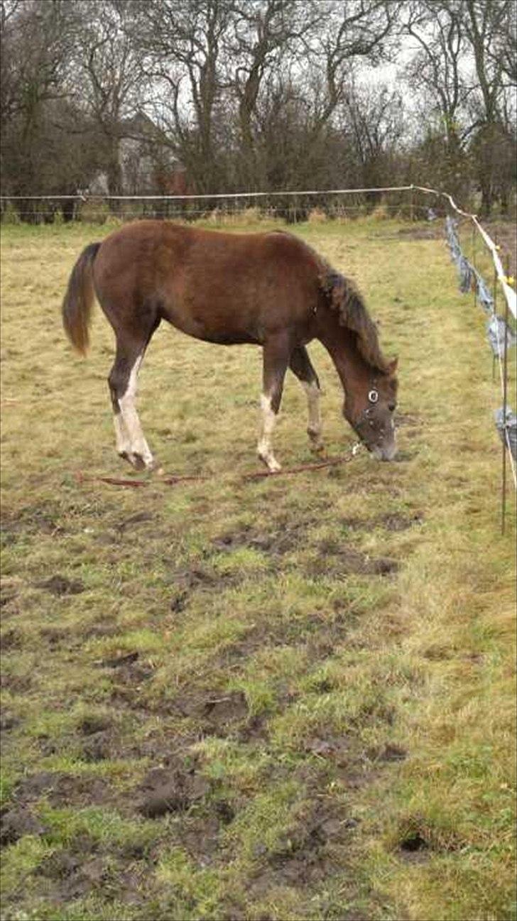 Anden særlig race Jessie (Lillegaard´s MayBell)Solgt billede 2