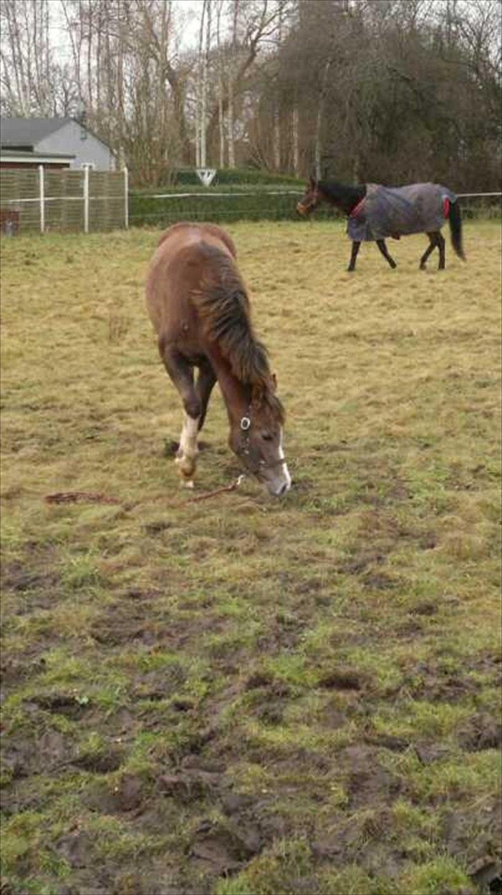 Anden særlig race Jessie (Lillegaard´s MayBell)Solgt billede 3