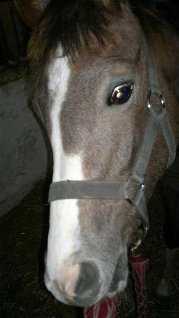 Anden særlig race Jessie (Lillegaard´s MayBell)Solgt billede 4