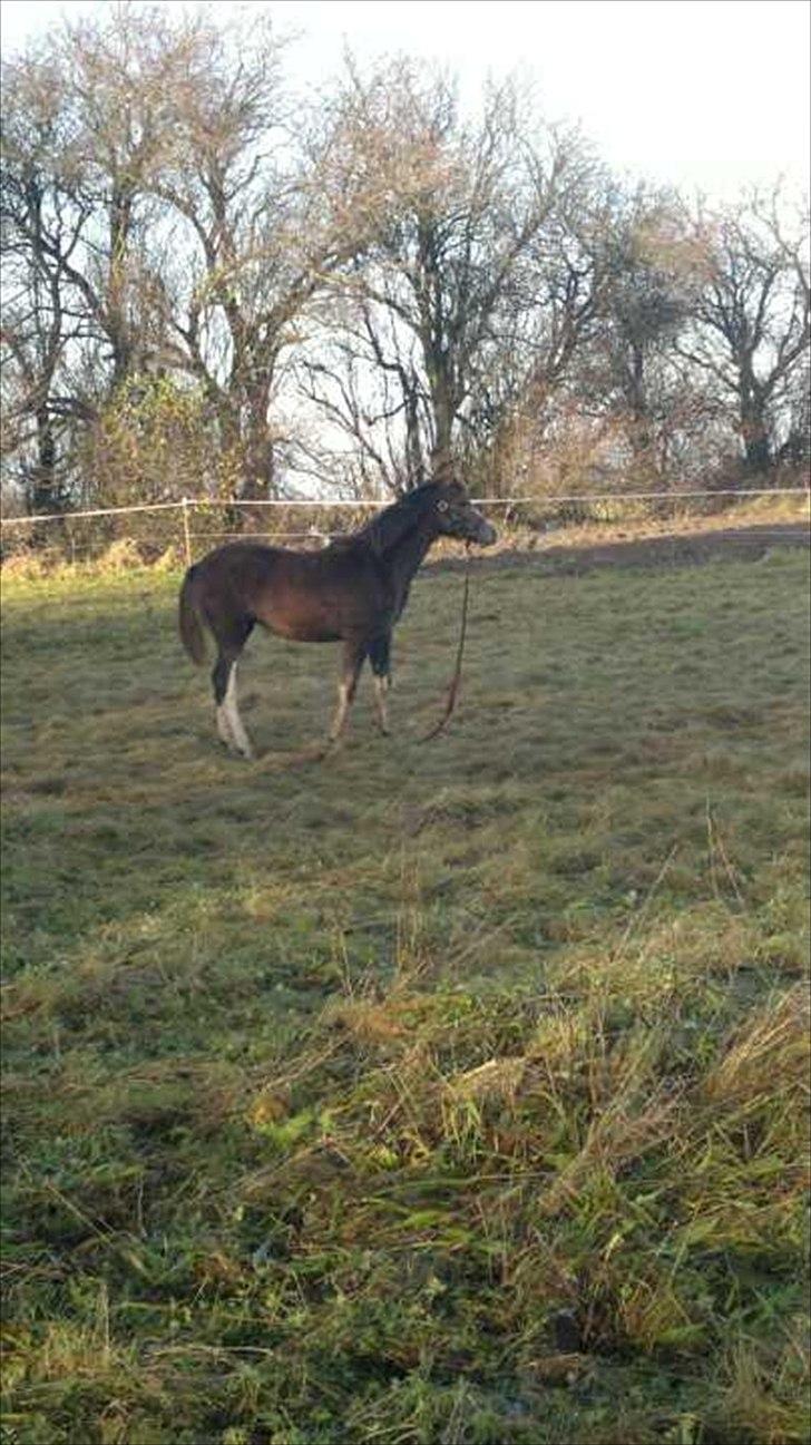 Anden særlig race Jessie (Lillegaard´s MayBell)Solgt billede 5