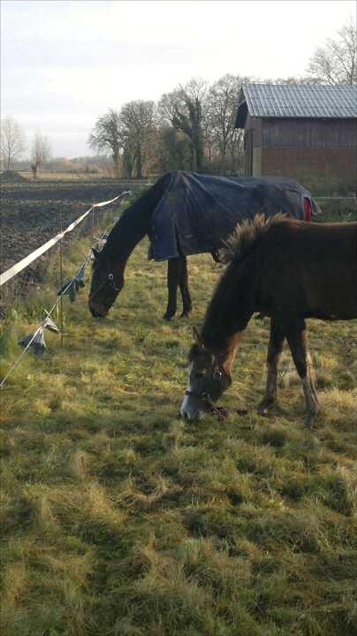 Anden særlig race Jessie (Lillegaard´s MayBell)Solgt billede 6