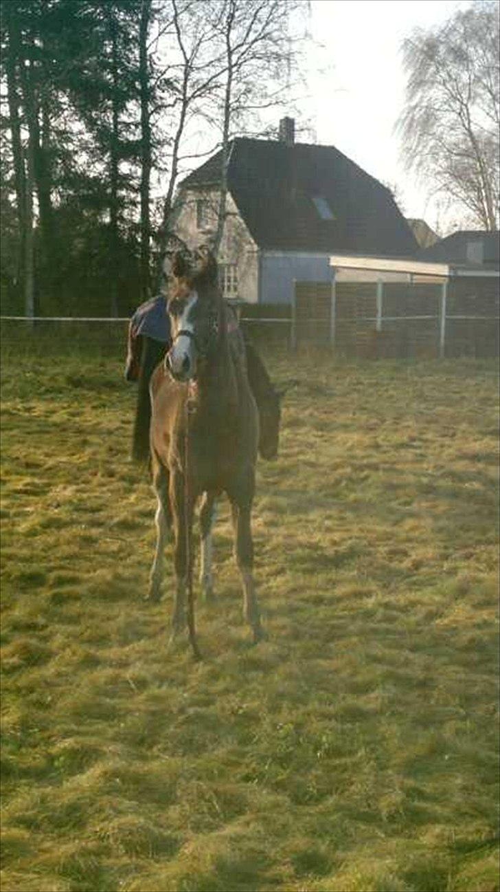 Anden særlig race Jessie (Lillegaard´s MayBell)Solgt billede 7