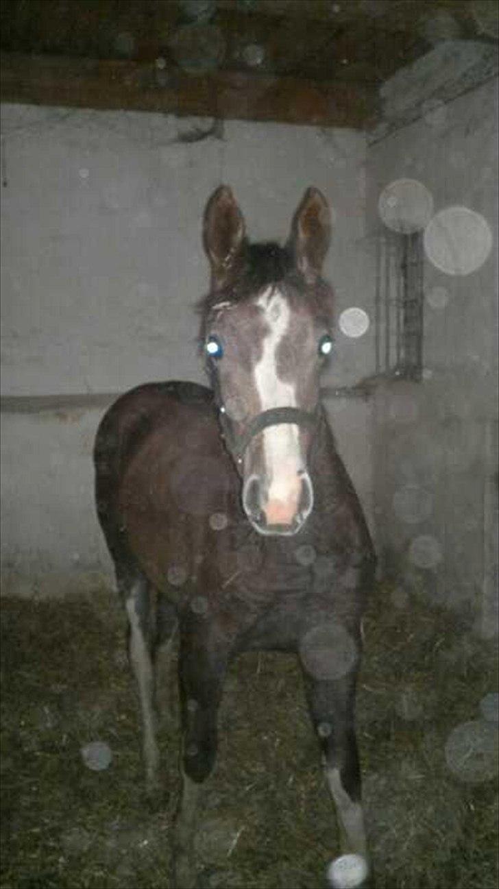 Anden særlig race Jessie (Lillegaard´s MayBell)Solgt billede 8