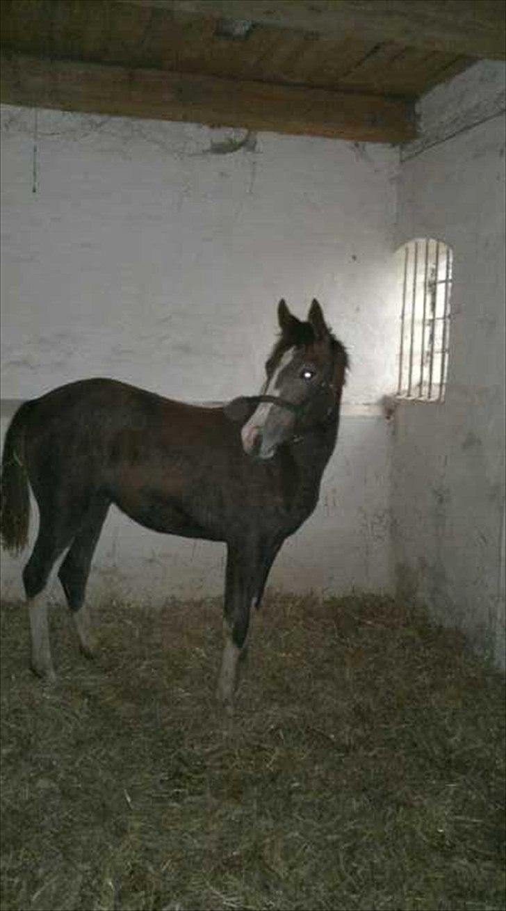 Anden særlig race Jessie (Lillegaard´s MayBell)Solgt billede 9