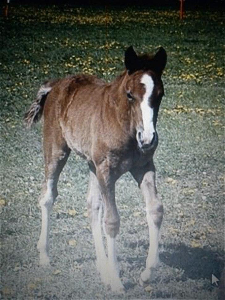Anden særlig race Jessie (Lillegaard´s MayBell)Solgt billede 10