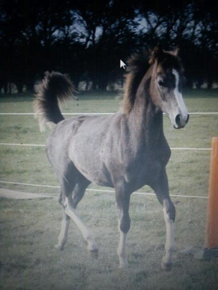 Anden særlig race Jessie (Lillegaard´s MayBell)Solgt billede 11