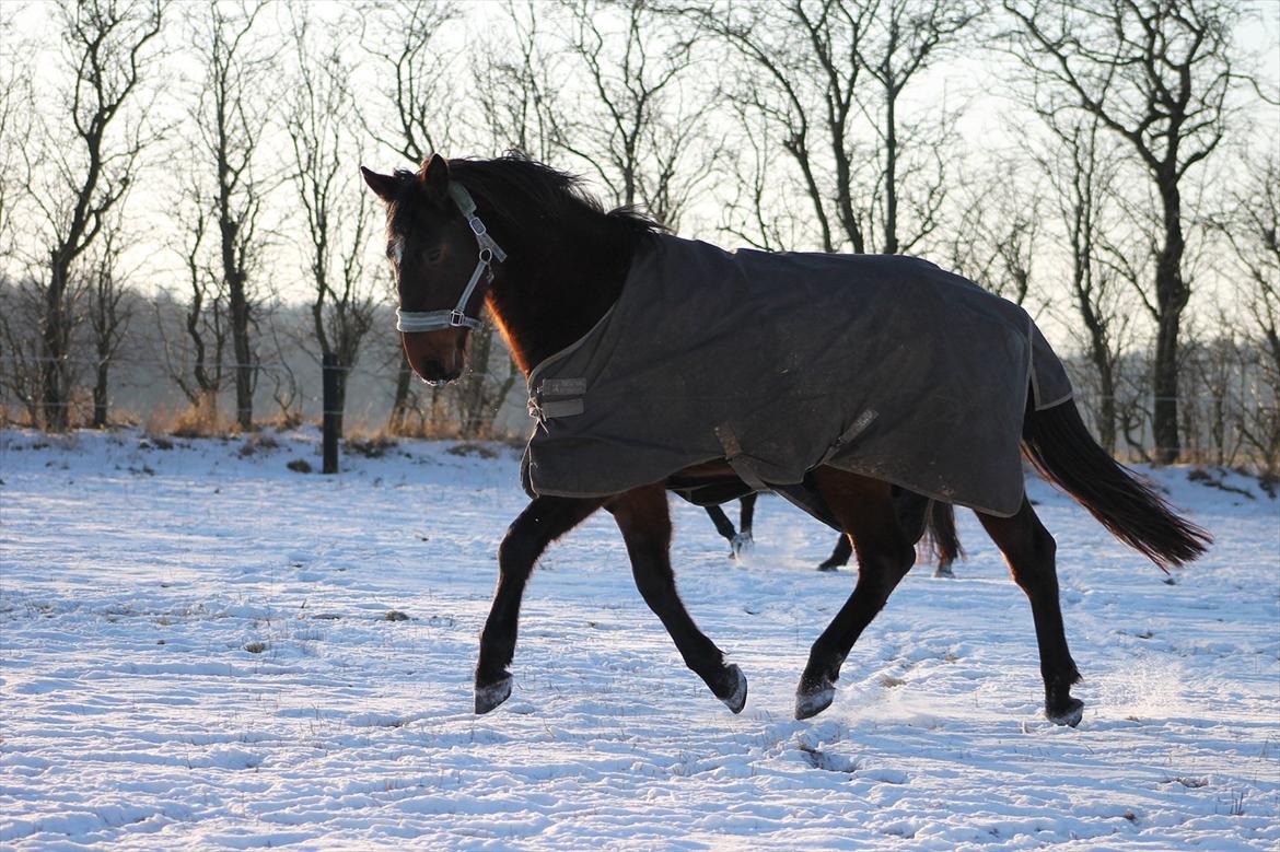 Dansk Varmblod Grangårdens Neptun (SOLGT) - Neptun 3 år billede 5