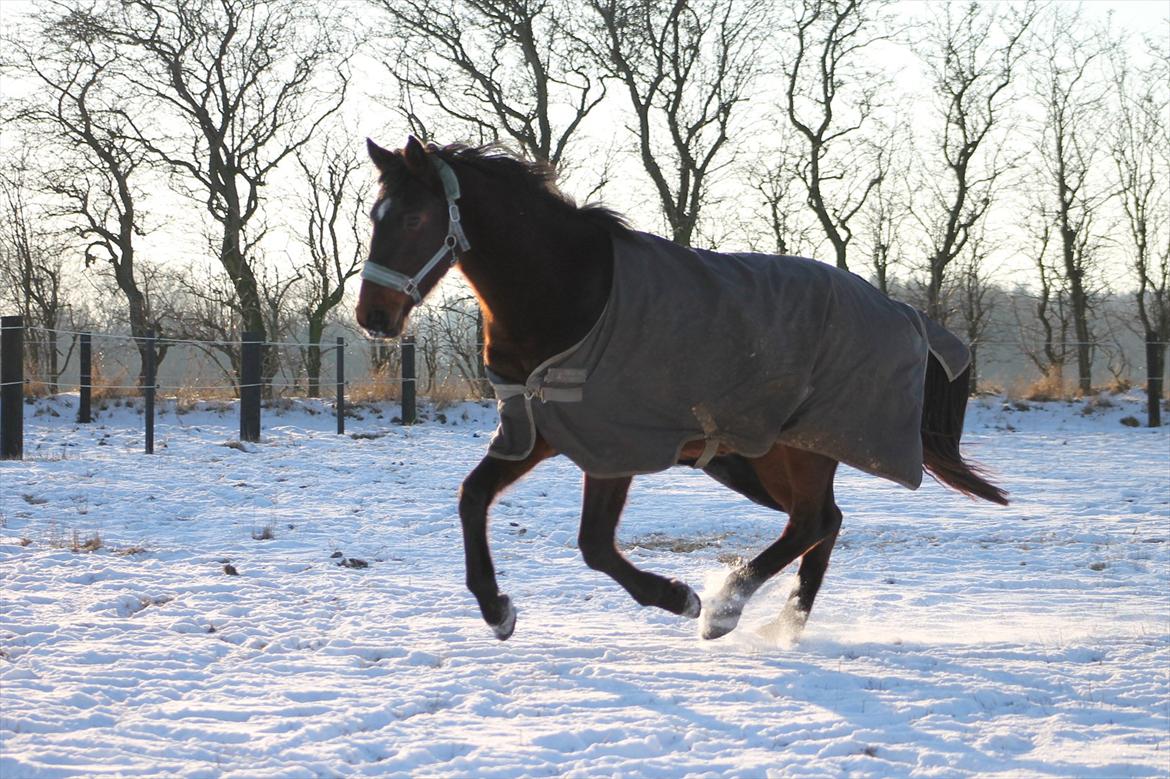 Dansk Varmblod Grangårdens Neptun (SOLGT) billede 16