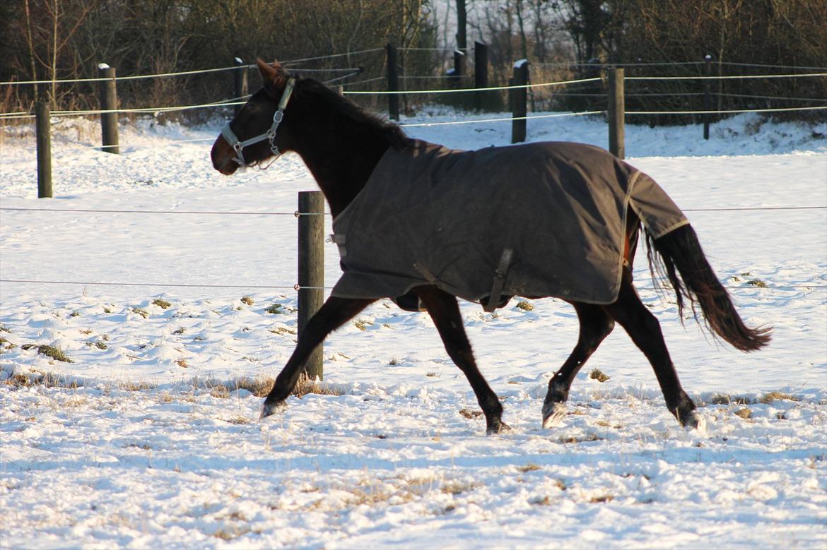 Dansk Varmblod Grangårdens Neptun (SOLGT) billede 17
